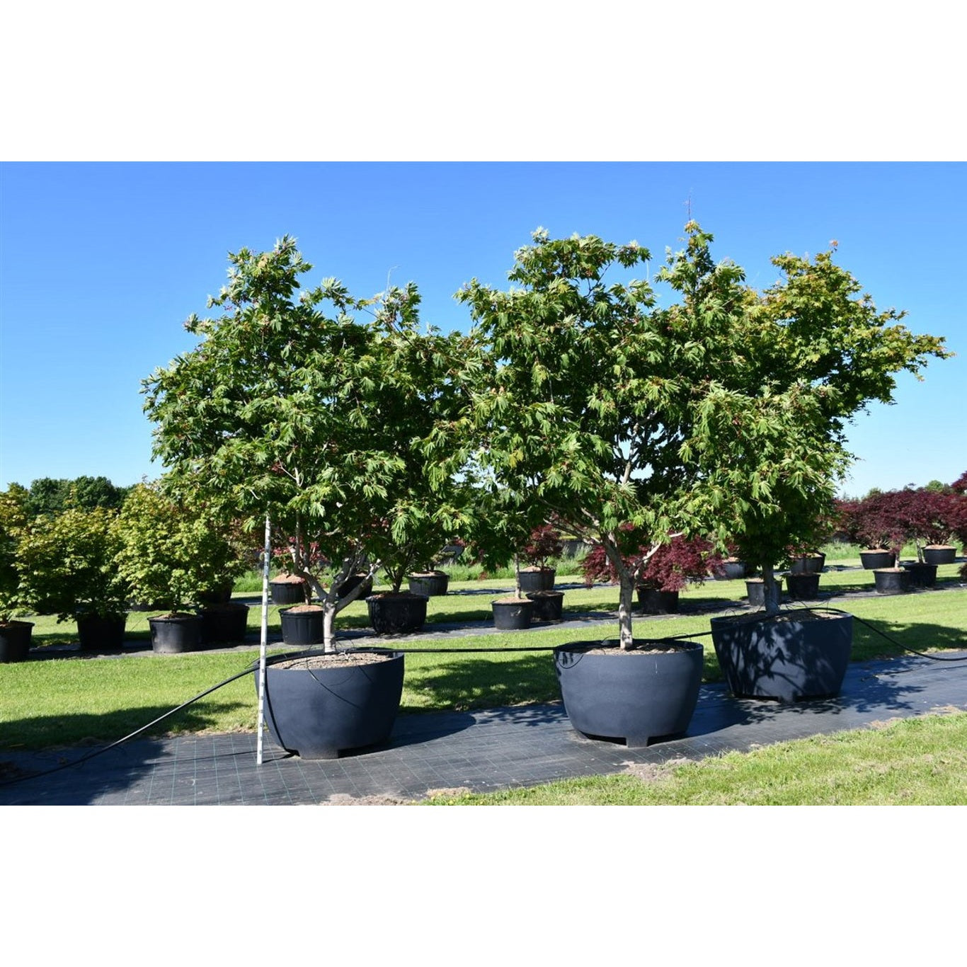 Japansk lönn – Acer palmatum 'Autumn Red' - C 670 Decopot 250-300 cm.